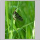 Ephemera danica - Eintagsfliege 05.jpg